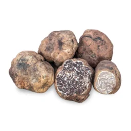 Spring White Truffle (Tuber borchii)